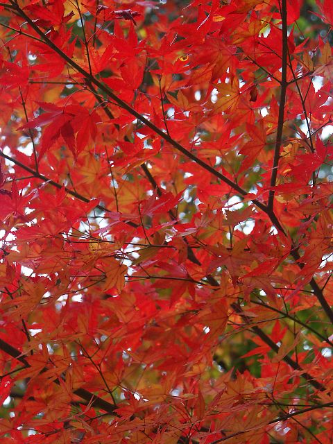 紅葉をさがして　（０４．１１／１４）_b0021244_16442495.jpg