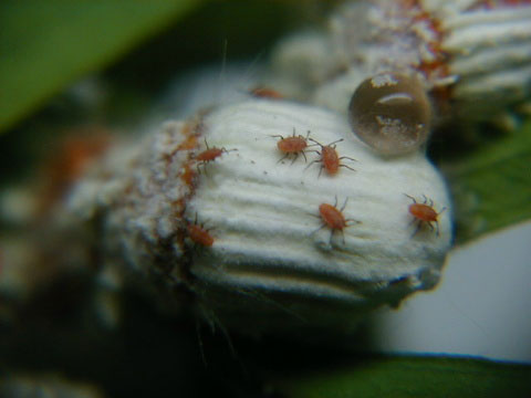 カイガラムシのカワイイ幼虫たち 昆虫ブログ むし探検広場