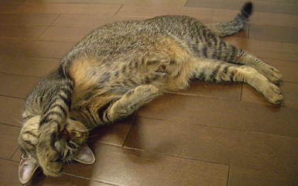 猫は床で踊る_a0014810_8592549.jpg