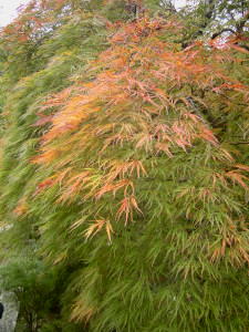 今日の京都の紅葉_a0003032_2252556.jpg