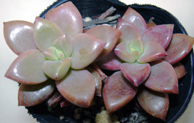 11月16日 んー・・・_a0001354_19185019.jpg