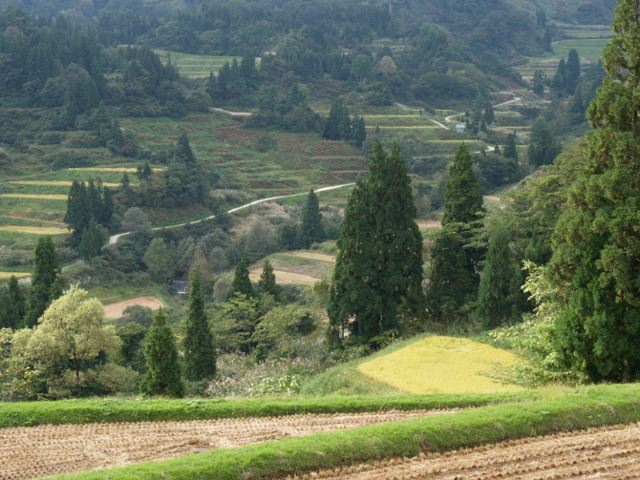 天水越の、秋の棚田_a0025569_2234088.jpg