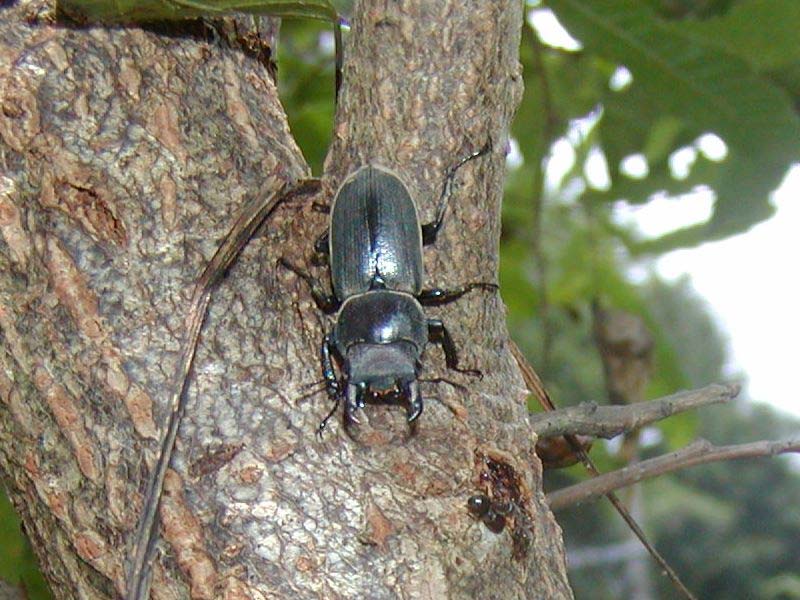 このメス ナニクワガタ 昆虫ブログ むし探検広場