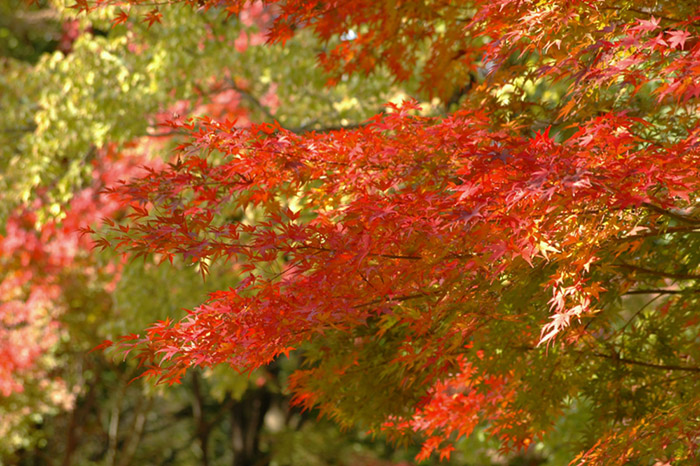 万博公園に行きました_b0047862_23334260.jpg