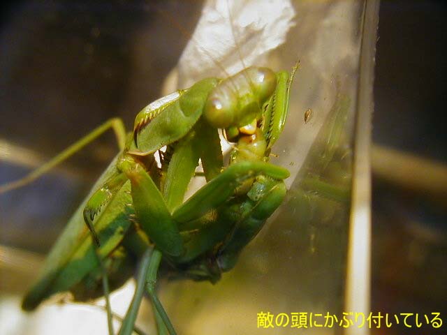 カマキリ Vs カマキリ 昆虫ブログ むし探検広場
