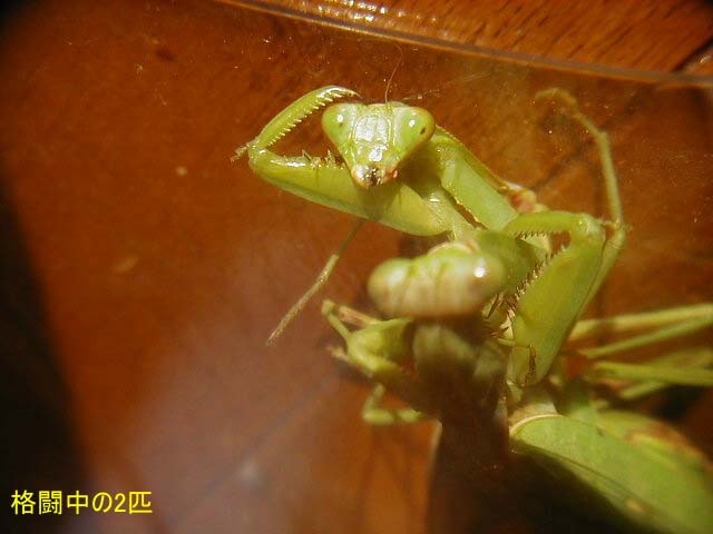 カマキリ Vs カマキリ 昆虫ブログ むし探検広場 カマキリ Vs カマキリ 昆虫ブログ むし探検広場