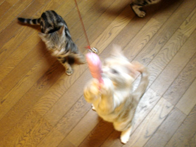 おくりもの_b0053645_8171834.jpg