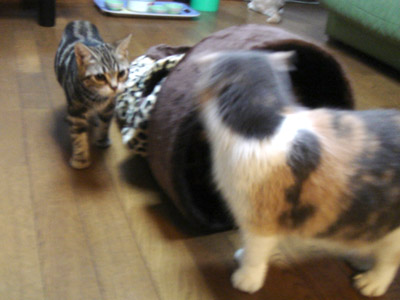 おくりもの_b0053645_817885.jpg