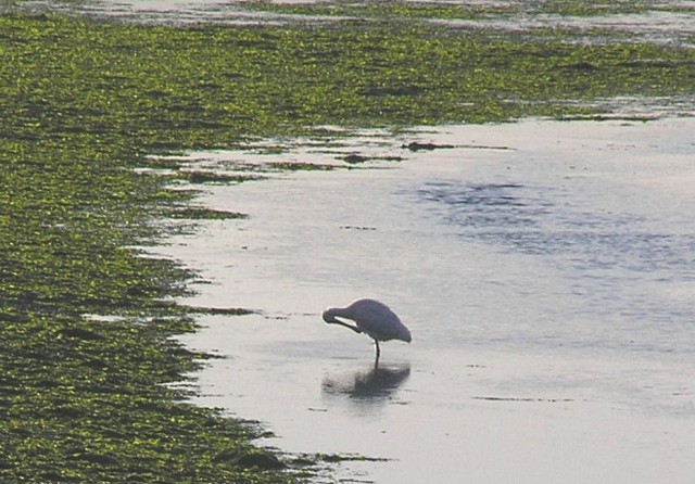 干潟の鳥たち_b0019587_858252.jpg