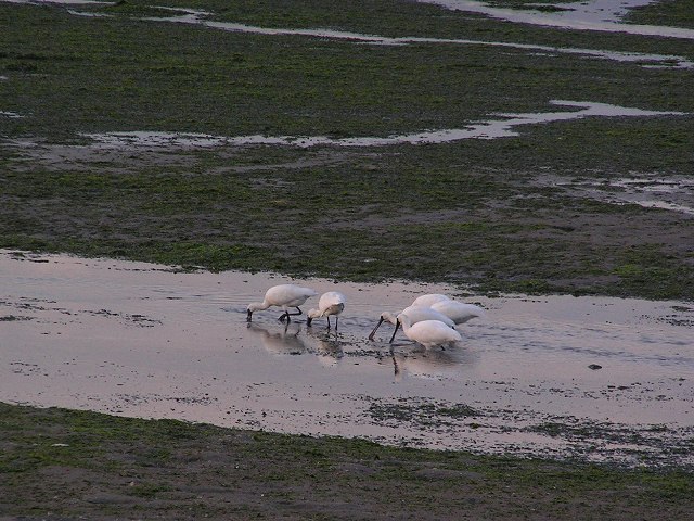 干潟の鳥たち_b0019587_9113566.jpg