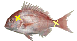 ストレスを感じた魚は刺身にするとまずい なぜか 知識の泉 ｈａｒｕ ｓ トリビア