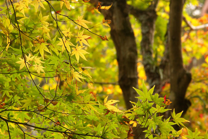 光明禅寺の紅葉_b0002298_19124256.jpg