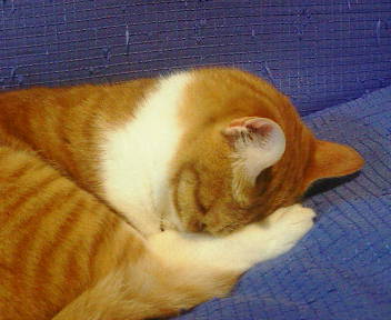 ごめんなさいー_b0019333_214559.jpg