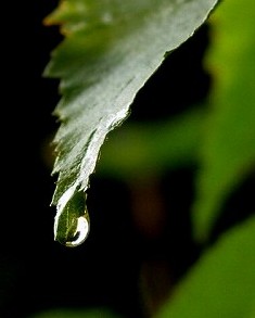 雨上がりの朝_b0050443_935285.jpg