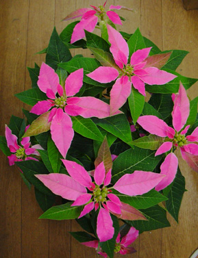 a0001354_17431756.jpg