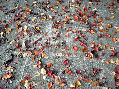 都心の紅葉状況④～11/20王子・飛鳥山公園_a0005099_22312597.jpg