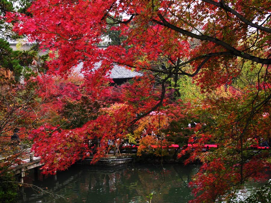 これも京都の紅葉なんですが_a0031821_1014194.jpg