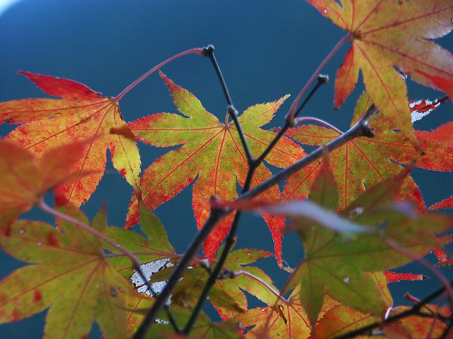 夜明けに写真を撮りに行った。　（０４．１１／２１）_b0021244_2115408.jpg