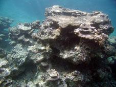 サンゴ礁のモニタリング調査_b0033573_23354670.jpg