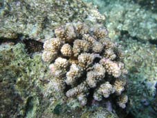 サンゴ礁のモニタリング調査_b0033573_23361425.jpg
