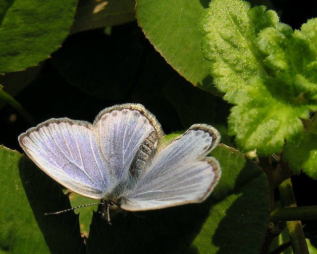 シジミ蝶、まだきれいでした。_a0018655_185133.jpg