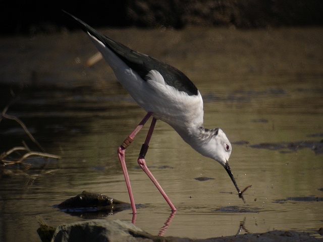 セイタカシギ　　Black-ｗinged  Stilt/ Himantopus  himantopus_b0069564_21563271.jpg