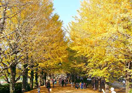 都心の紅葉状態⑥～11/21　西立川・昭和記念公園＜前篇＞_a0005099_0171652.jpg