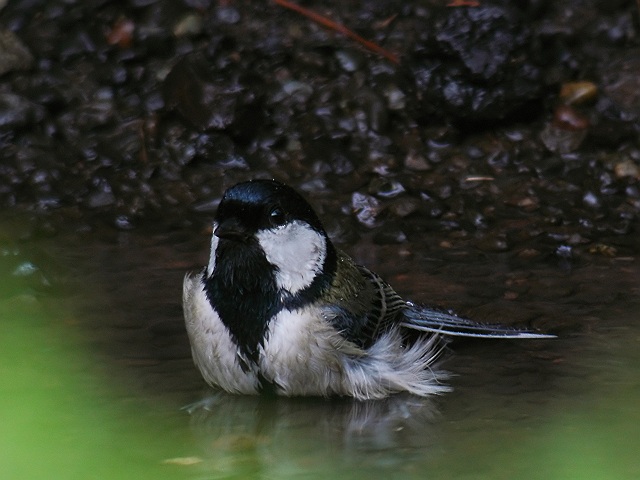 シジュウカラ　　Great  Tit/ Parus  major_b0069564_21172380.jpg