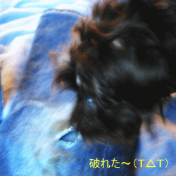 b0035453_5371438.gif