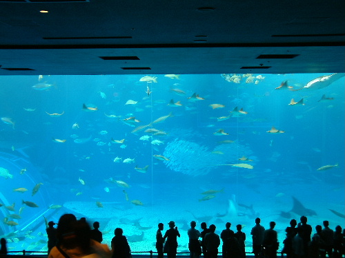 「沖縄２　美ら海水族館」_a0000029_125283.jpg