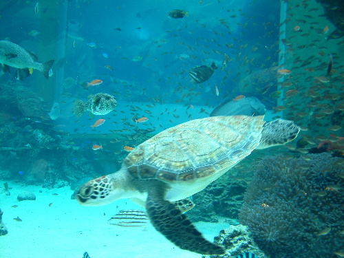 「沖縄2 美ら海水族館」_a0000029_13392.jpg