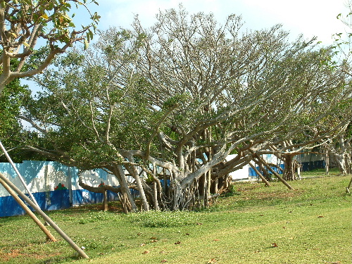 「沖縄2 美ら海水族館」_a0000029_16966.jpg