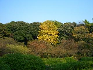 小石川植物園_b0028244_22425346.jpg