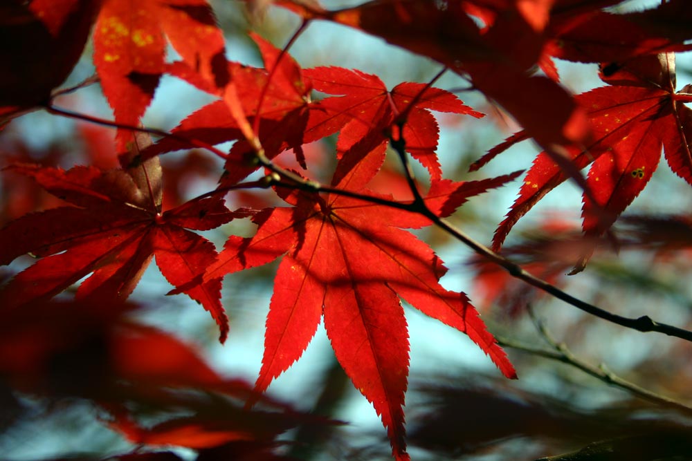 今年の紅葉も親子で、来年はあるのかな？_b0068596_231859.jpg