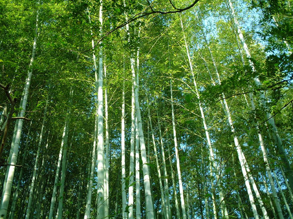 向日神社の竹林_b0029706_0591367.jpg