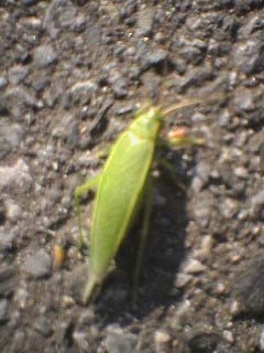 タイヤにとまっていた綺麗な緑色の虫 昆虫ブログ むし探検広場