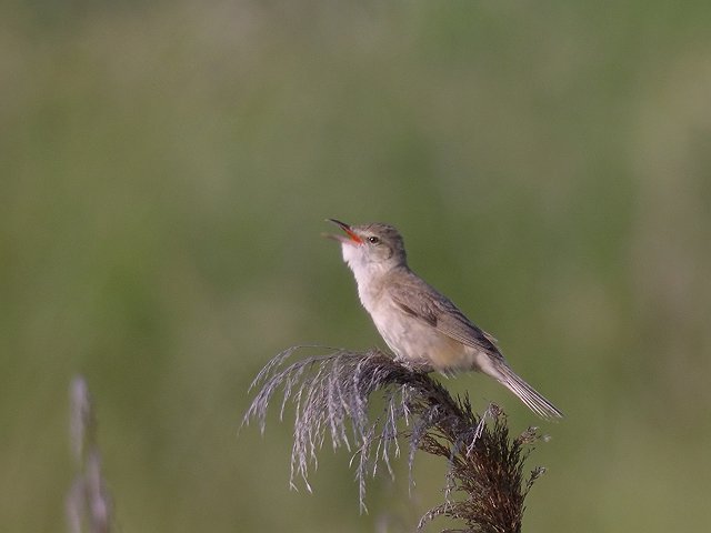 b0069564_2391297.jpg