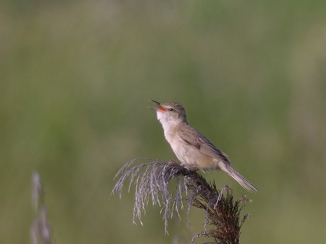 オオヨシキリ　　Oriental  Great  Reed  Warbler/ Acrocephalus  orientalis_b0069564_2391297.jpg