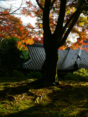 霊鑑寺_a0020340_738299.jpg