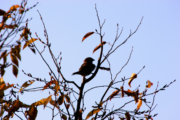 木枯らしの　後に寂しく　鳥一羽_a0031363_5224297.jpg