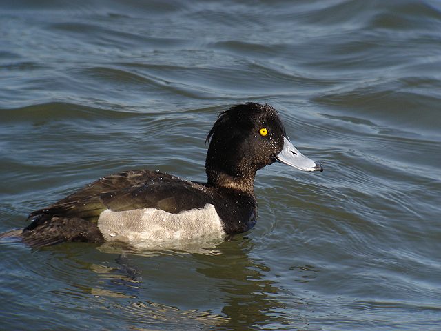 キンクロハジロ　　Tufted  Duck/ Aythya  fuligula_b0069564_19105998.jpg