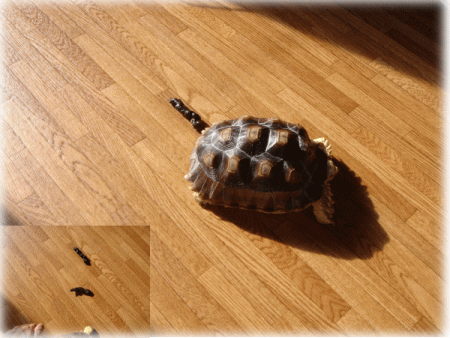 b0055276_9423373.gif