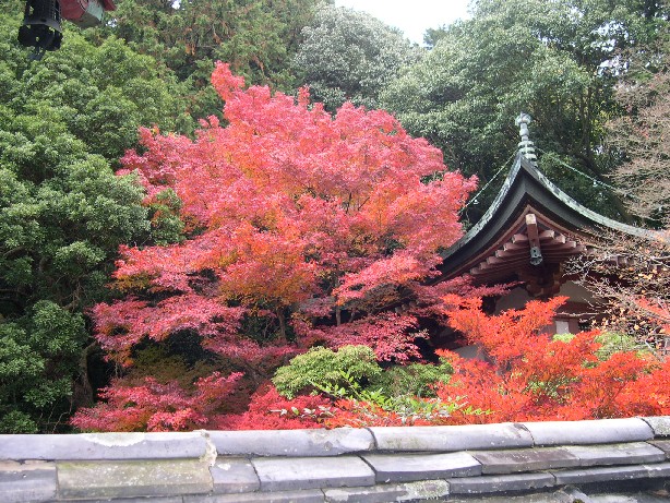 山科毘沙門天の紅葉_b0018112_8403871.jpg