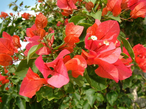 「沖縄9 PANACEA」_a0000029_1117572.jpg