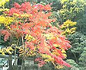 秋の京都♪　その２_b0036630_16521139.jpg