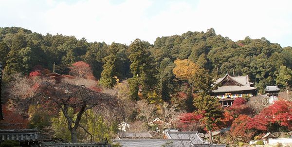 長谷寺（真言宗豊山派総本山）へ・・・①_a0016431_18183096.jpg