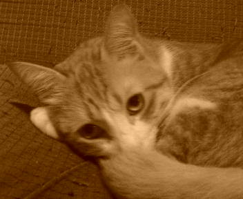 猫の知ったことではないが_b0019333_1325341.jpg