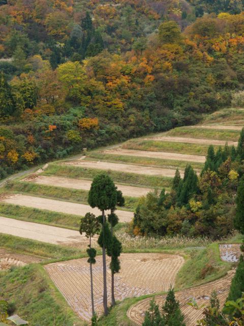 秋深し、天水越の棚田_a0025569_2329696.jpg