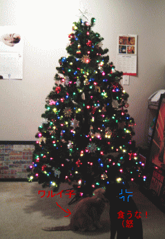 b0035453_750401.gif