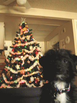 b0035453_7555568.gif